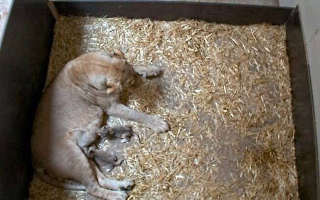 Fotos da leoa com os dois filhotes foram publicadas nas redes sociais do zoo