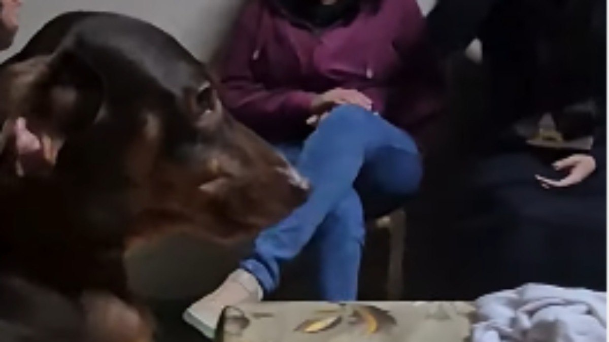 Cachorro salsicha participa de momento de louvor e emociona web
