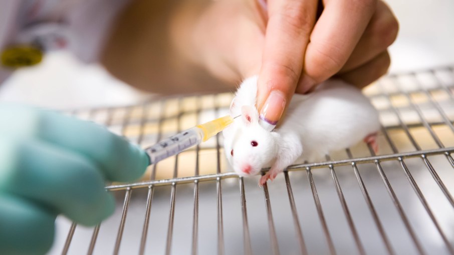 Produtos cosméticos não podem mais ser testados em animais