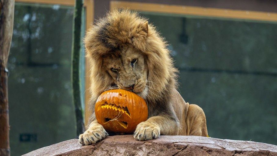 Bichos do Zoológico de SP entram no clima de Halloween Bichos do Zoológico de SP entram no clima de Halloween