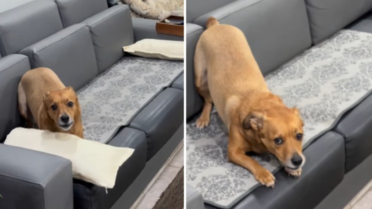 Cachorro caramelo aproveita ausência da dona e