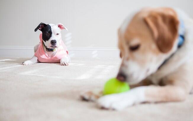 Brinque com todos os cachorros da casa ao mesmo tempo para acabar não estimulando a competição entre os animais. 