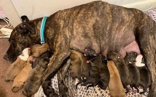 Mulher adota cadela grávida e uma semana depois tem surpresa fofíssima