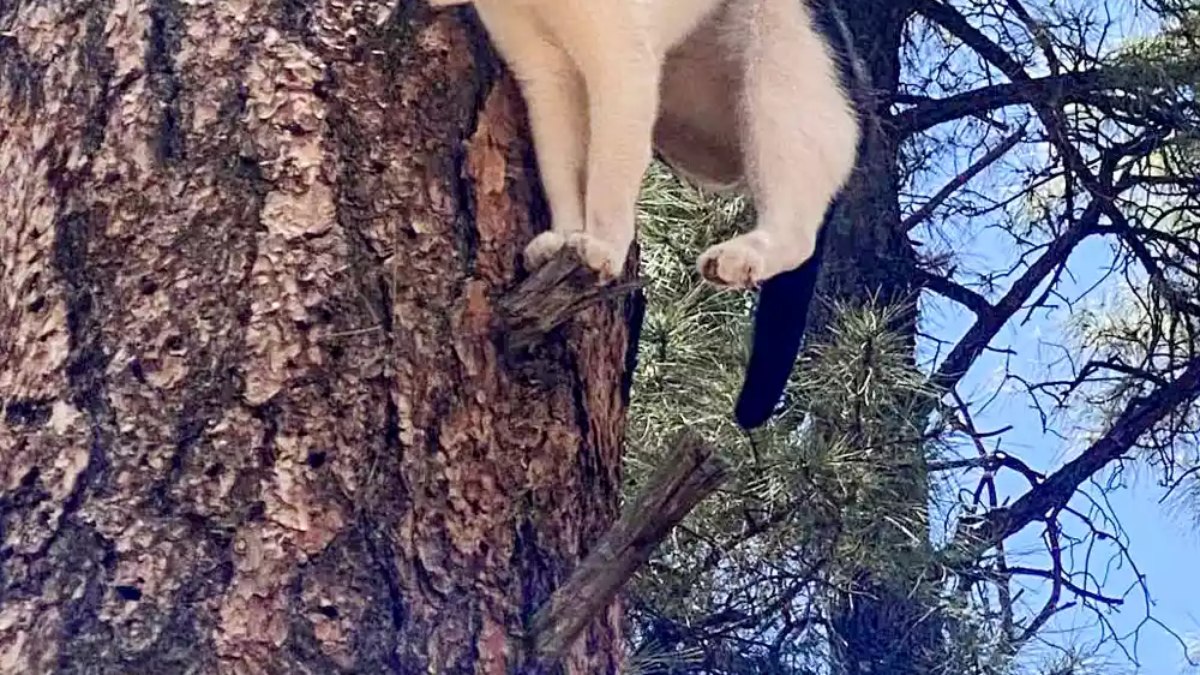 Gato preso em árvore no Parque Nacional do Grand Canyon em 21 de junho de 2024