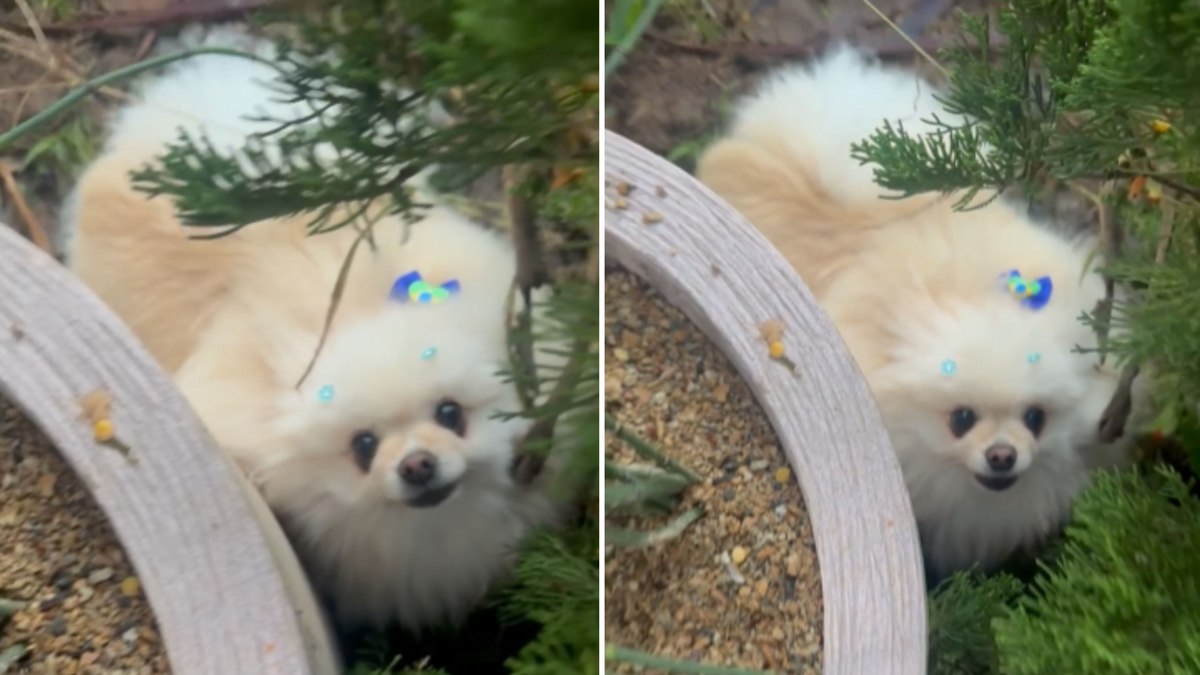 Cachorro faz ‘protesto’ e rosna após tutora encerrar passeio