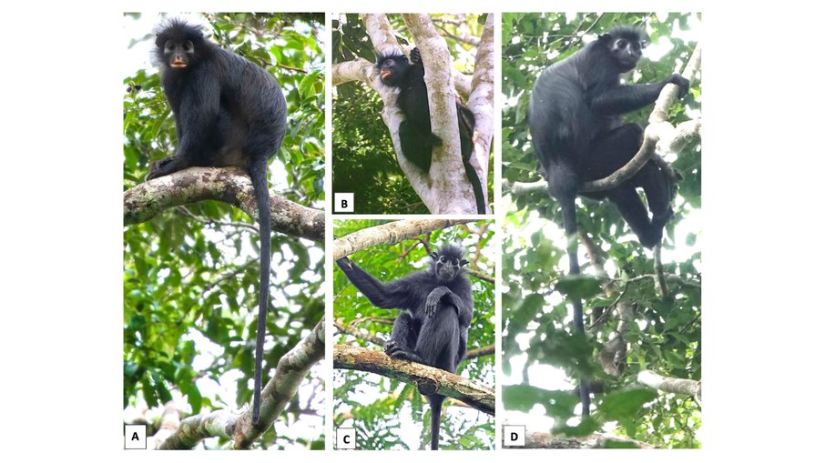 Colobus congoensis (A e B), na República Democrática do Congo, e Colobus satanas (C e D), no Gabão.