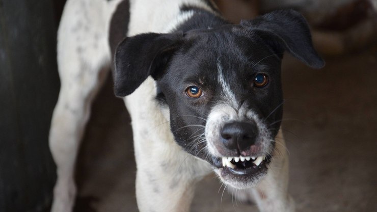 Sofrimento pet: por que a saúde mental virou prioridade