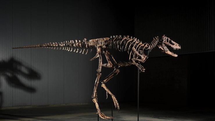 F%C3%B3ssil%20confundido%20com%20T-rex%20ser%C3%A1%20leiloado%20por%20R%24%2045%20milh%C3%B5es