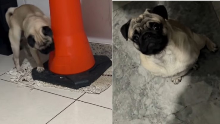 Pet%20aprende%20a%20fazer%20xixi%20no%20lugar%20certo%20e%20recebe%20recompensa