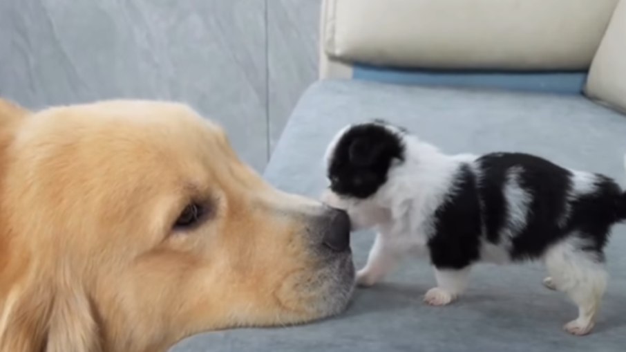 Filhote confunde nariz de cão com brinquedo e encanta web Filhote confunde nariz de cão com brinquedo e encanta web