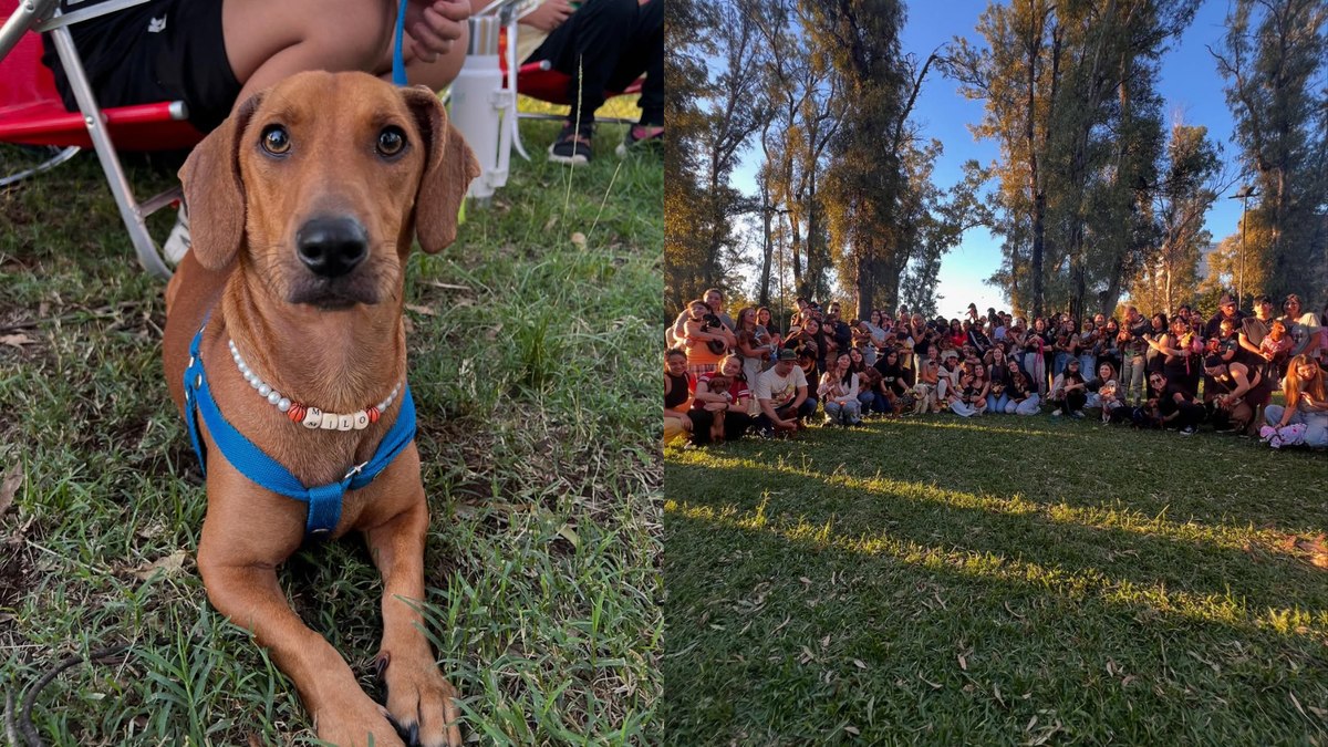 Mais de 100 cães salsicha se encontram Mais de 100 cães salsicha se encontram