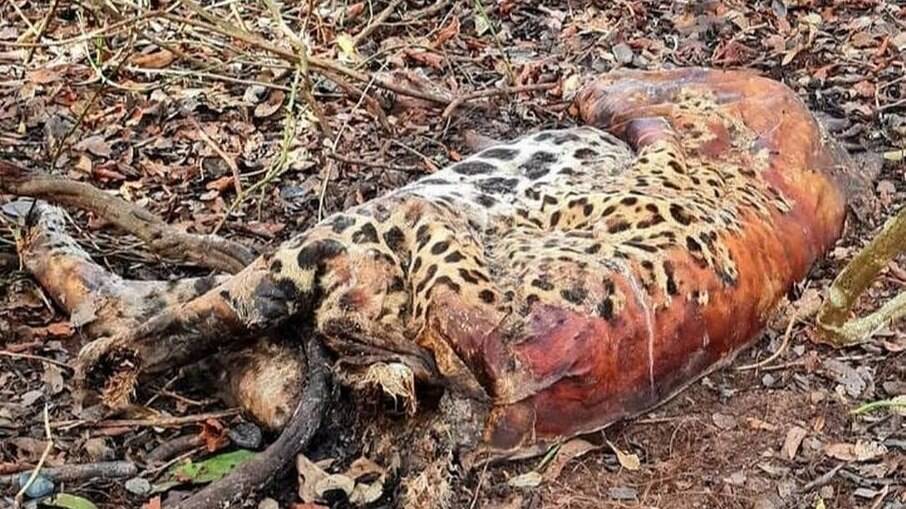 Onça-pintada encontrada morta no Pantanal