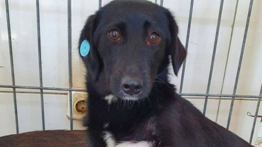 Cachorra que chorou por cinco dias após ser abandonado em canis procura desesperadamente por um lar