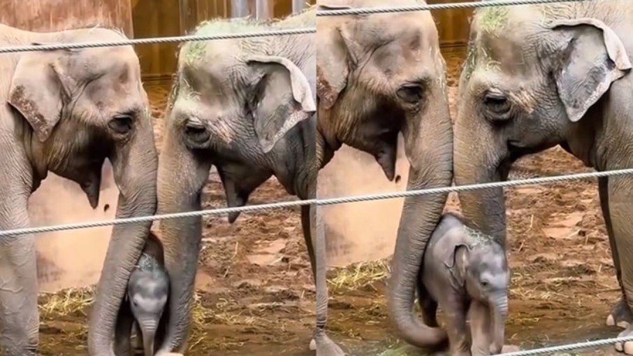 Bebê elefante recebe carinho Bebê elefante recebe carinho