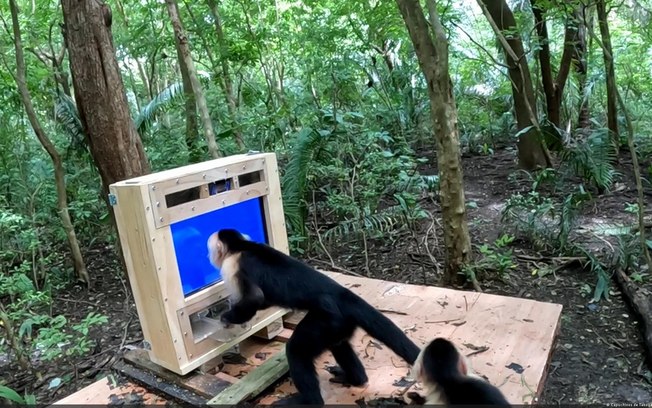 Sistema apelidado de 'CapuchinAI' reconhece macacos com 97% de precisão