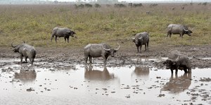 Justiça autoriza retomada do abate de búfalos em Rondônia
