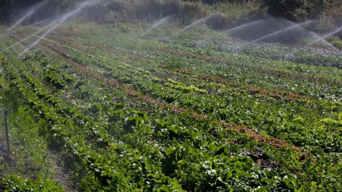 Irrigação: 92% da água doce no mundo é usada na agricultura