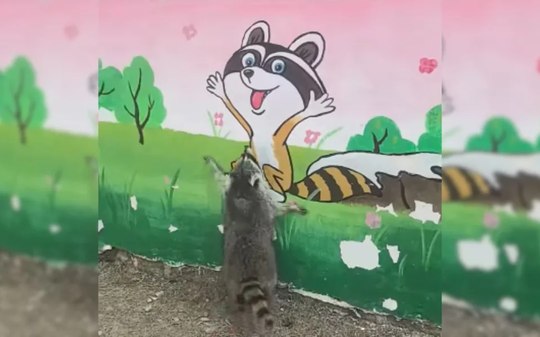 Guaxinim se empolga ao ver pintura no muro e vídeo viraliza
