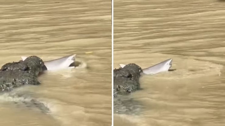 Crocodilo morde tubarão-touro em raro registro; assista