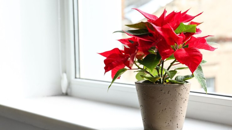 9 plantas consideradas tóxicas para as calopsitas