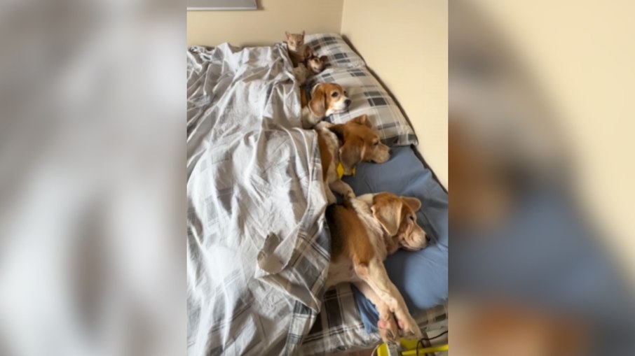 Tutor mostra “jeito certo” de organizar pets na cama Tutor mostra “jeito certo” de organizar pets na cama