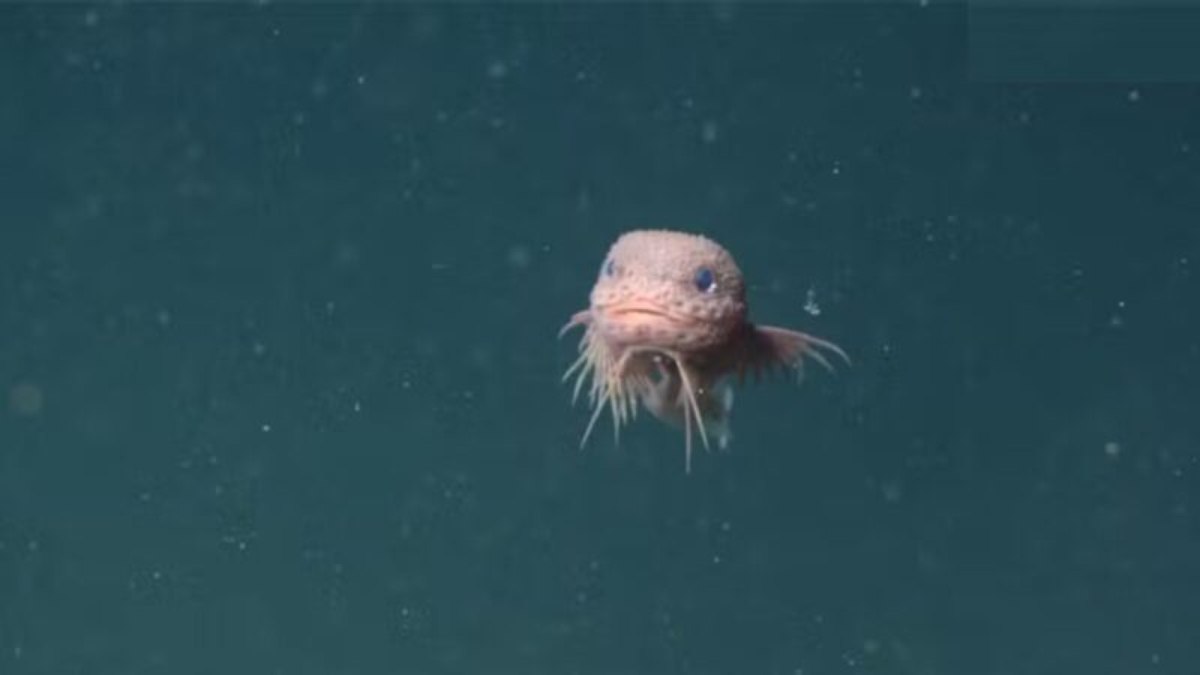Cientistas encontram peixes "fofinhos" em abismo do oceano