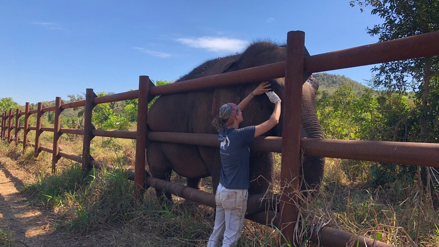 Funcionária cuida de elefante Funcionária cuida de elefante