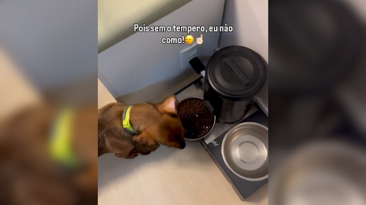 Cachorro só come ração após ganhar “tempero especial” dos tutores