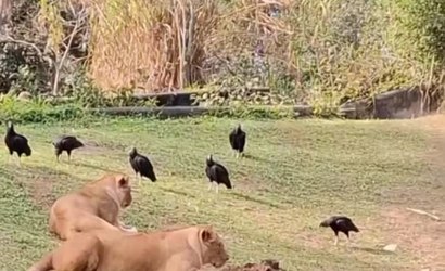 Ainda repercute: ataque de leoa a urubu em zzo de SP