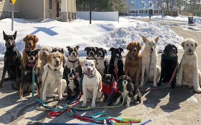 Um dos grupos de cachorros que o passeador de cães Tim Pink toma conta