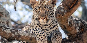 Vídeo: leopardo é capturado após matar mulher e ferir agricultor