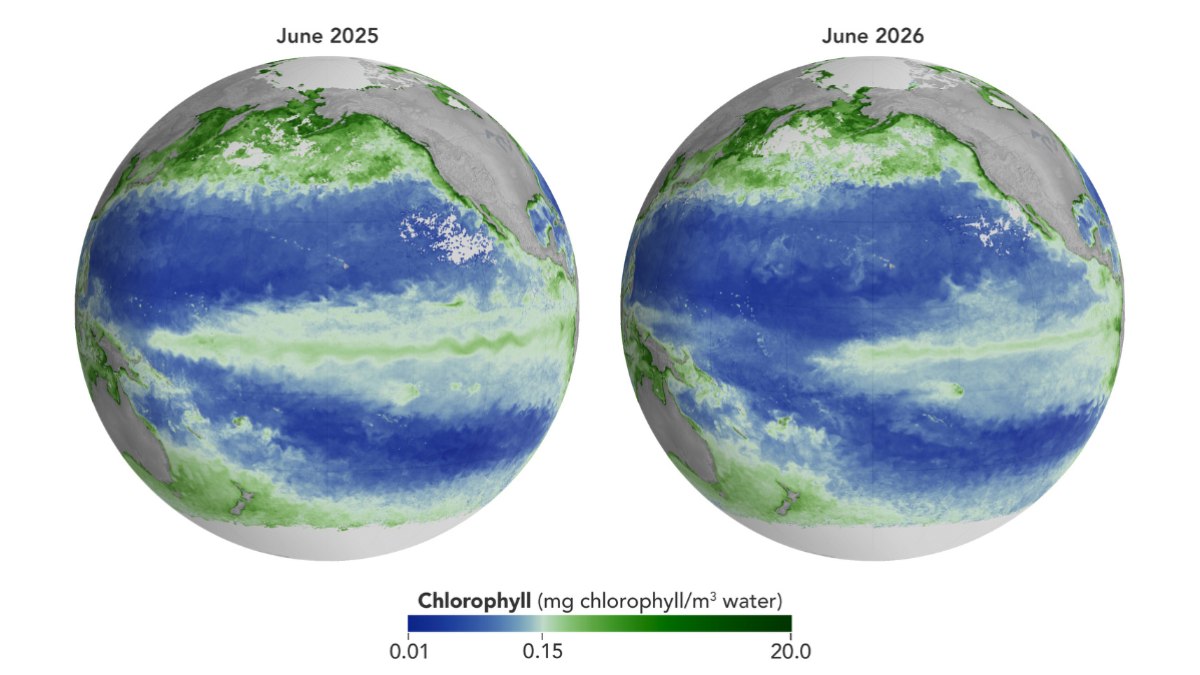Concentração de clorofila no Pacífico Equatorial em junho de 2025 e junho de 2026 Concentração de clorofila no Pacífico Equatorial em junho de 2025 e junho de 2026