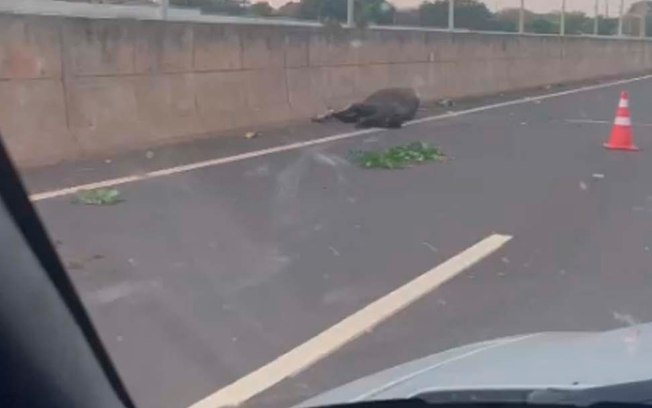 Equino morre após ser atingido por caminhão na Elyeser Montenegro Magalhães