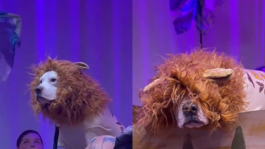 Cão rouba cena durante apresentação de Rei Leão na escola Cão rouba cena durante apresentação de Rei Leão na escola