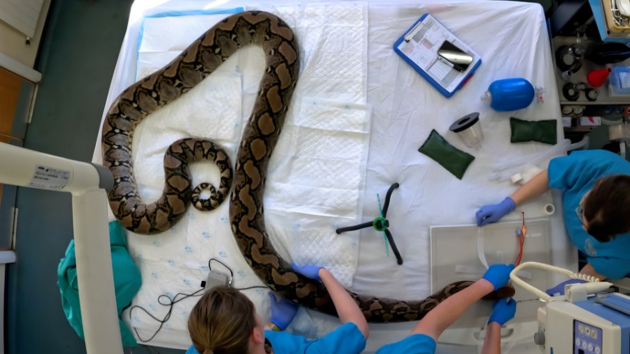 A cobra Jodie Foster se curou do câncer através da quimioterapia A cobra Jodie Foster se curou do câncer através da quimioterapia