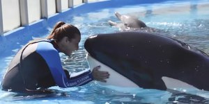 Aquário anuncia morte da "orca mais solitária do mundo"