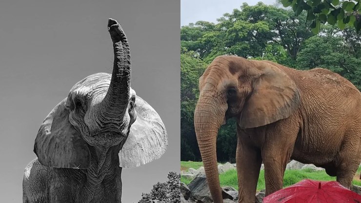 Elefante Jamba morre aos 29 anos após agravamento de inflamação