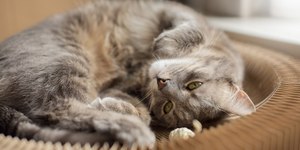 Seu gato está idoso? Alguns cuidados essenciais para essa fase