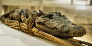 Raio-X de crocodilo revela rituais macabros do Egito Antigo