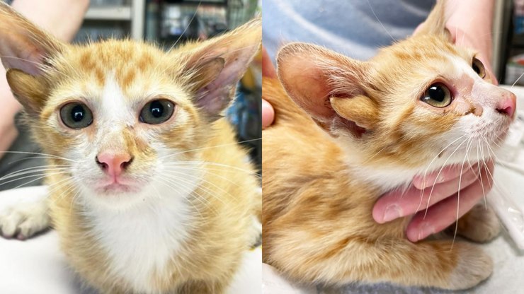 Gatinho nasce com 4 orelhas por 'mutação genética rara'; veja