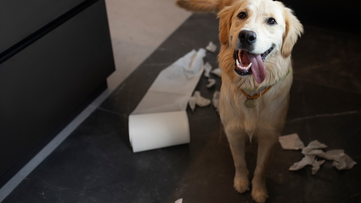 Como eliminar o cheiro de xixi de cão com segurança Como eliminar o cheiro de xixi de cão com segurança