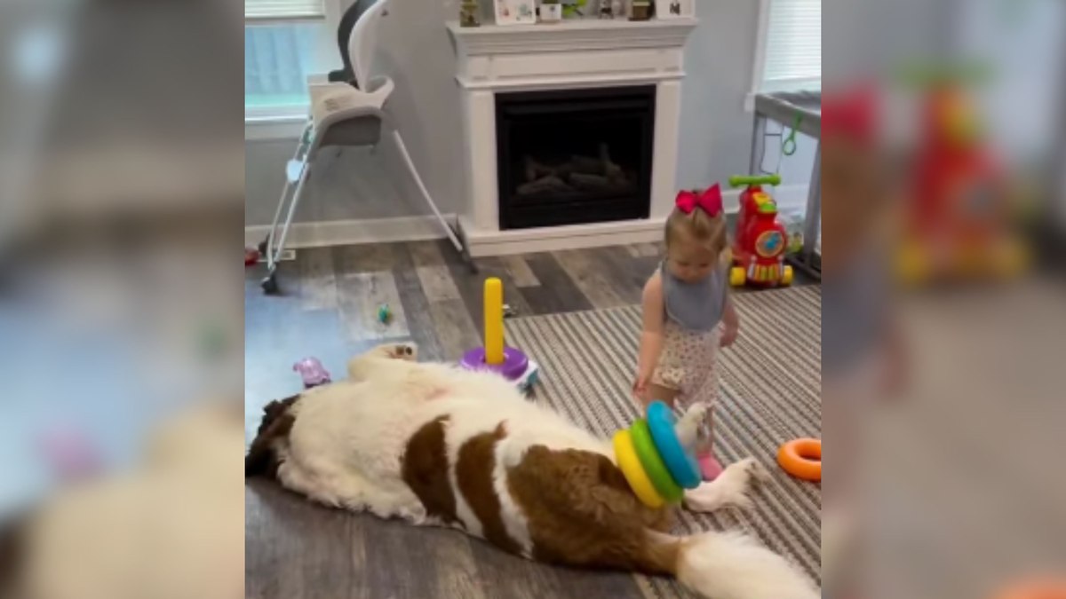 Inacreditável! Bebê transforma cão gigante em base para brincadeira e conquista a web