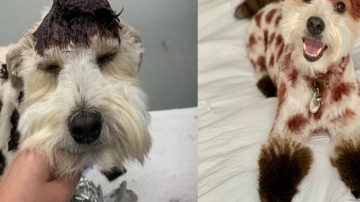Mulher transforma cãozinho em girafa utilizando tinta