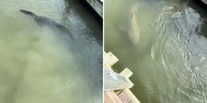 Vídeo mostra tubarões e jacaré vivendo juntos em local turístico