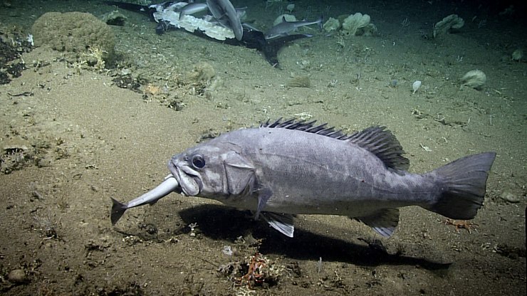 Peixe das profundezas do mar engole tubarão vivo em vídeo
