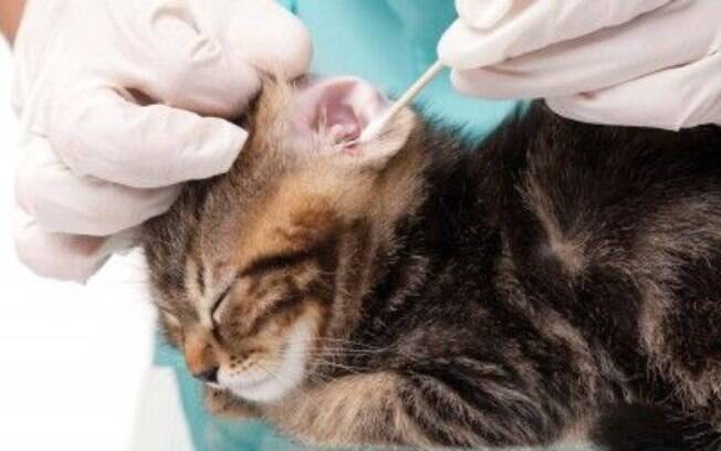 Apesar de os felinos também desenvolverem esse problema de saúde, a anatomia de seus ouvidos torna muito mais raras as infecções.