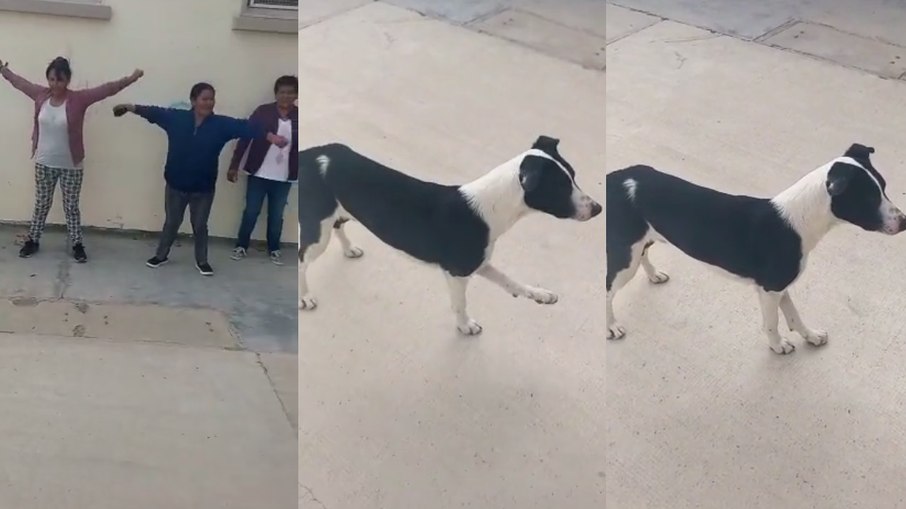 Cachorro invade aula de ginástica e participa dos exercícios 