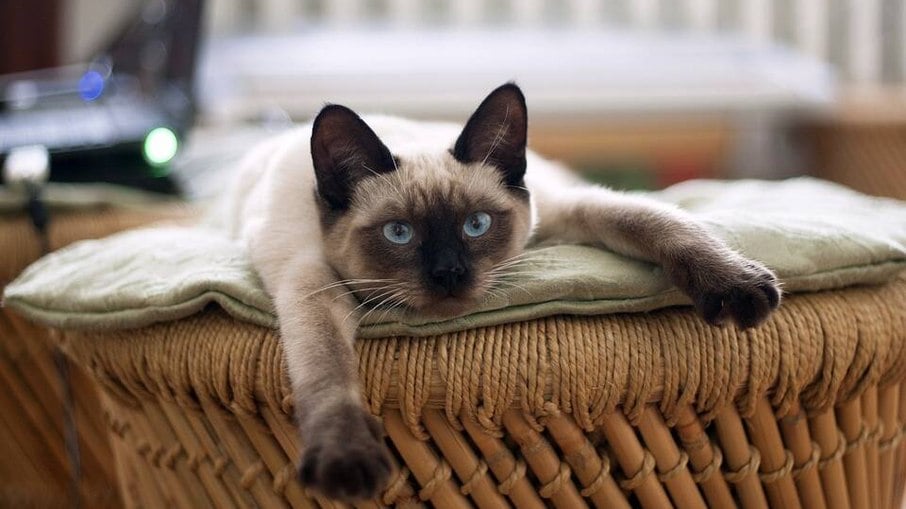 Entre os gatos, o Siamês tem maior predisposição a sofrer com o glaucoma
