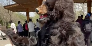 Zoológico paga R$ 75 mil por ano para quem se vestir de urso