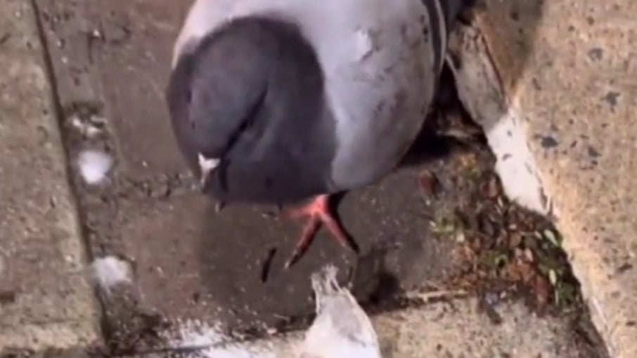 Pombo é visto paralisado após comer cocaína